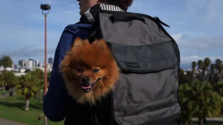 Tote Your (Small) Dog Around in Timbuk2's Muttmover Backpack
